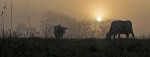Mooers in mist